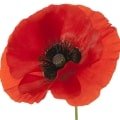 Coquelicot