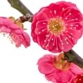 Fleur de prunier